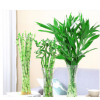特大號玻璃花瓶透明水養(yǎng)富貴竹花瓶家用插花瓶客廳擺件
